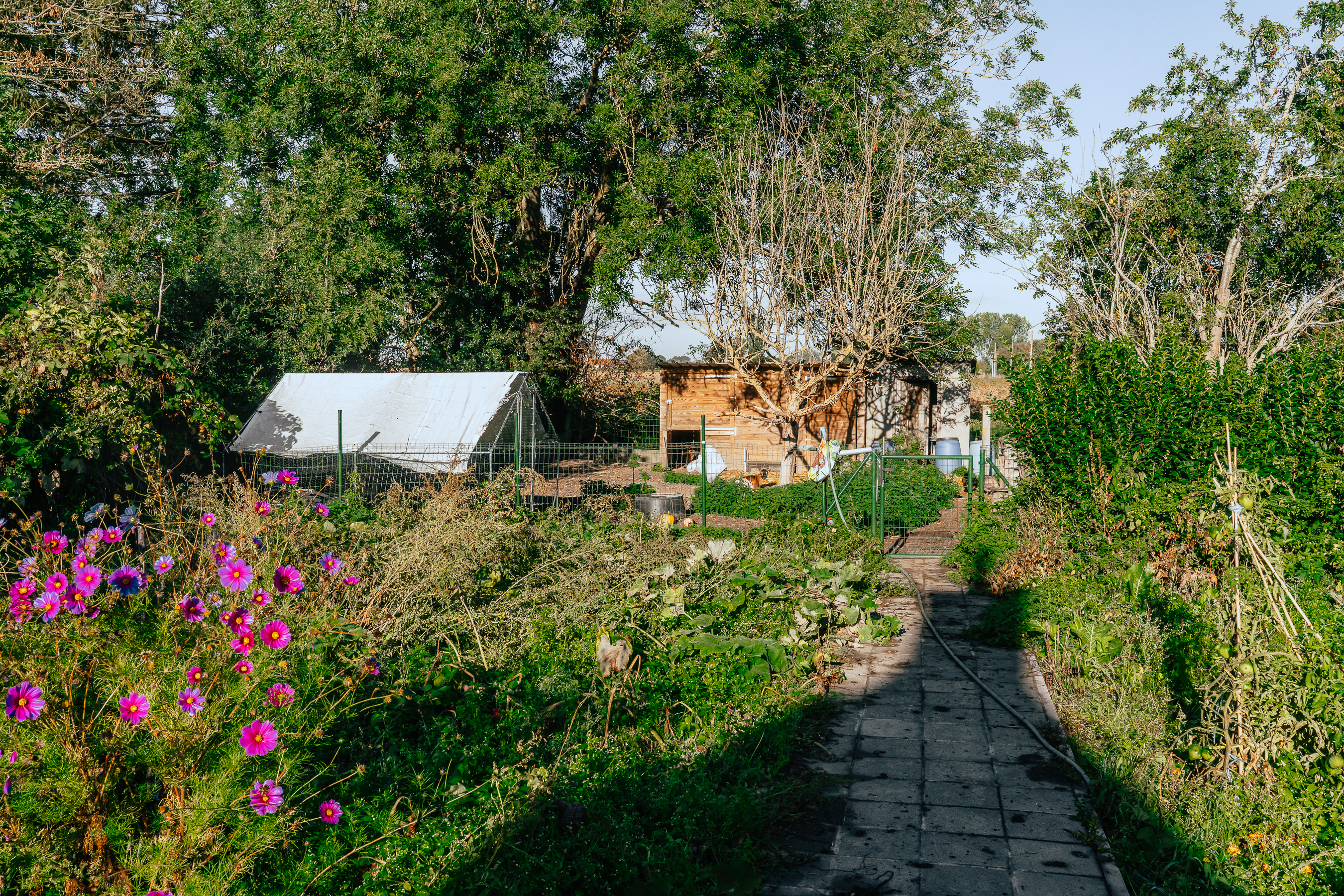 Lineka image 20